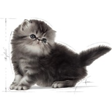 Royal Canin Persian Kitten 2 kg