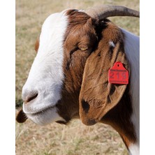 Farmena Küçükbaş Kulak Küpesi 250 Adet Turuncu Renkli