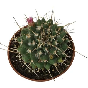 Çiçek Açan Kaktüs (8,5 Cm'lik Saksıda)