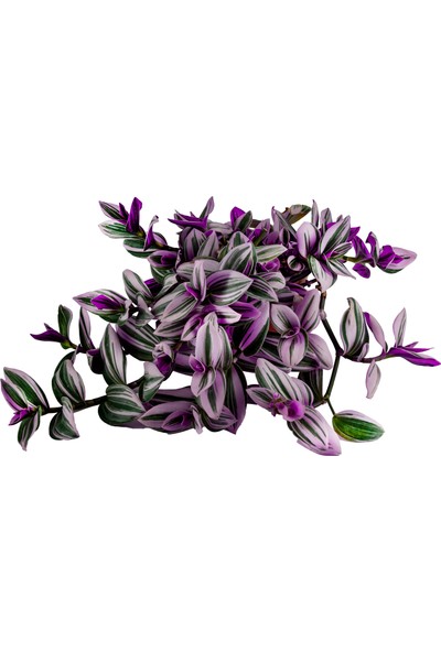 Grow Botanik Telgraf Çiçeği (Nanouk Zebrina) 10'luk Saksıda