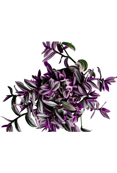 Grow Botanik Telgraf Çiçeği (Nanouk Zebrina) 10'luk Saksıda