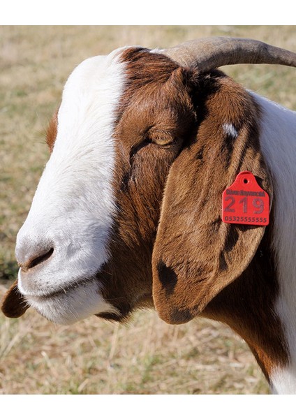 Küçükbaş Kulak Küpesi 450 Adet Turuncu Renkli