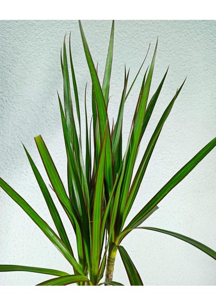 Marginata Dracaena Tek Gövde 40-50 cm