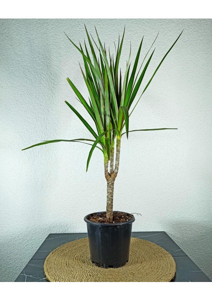 Marginata Dracaena Tek Gövde 40-50 cm