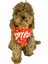 Isimli Red Gold Stars Tasma Fular Bandana 3