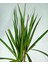 Marginata Dracaena Tek Gövde 40-50 cm 1