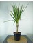 Marginata Dracaena Tek Gövde 40-50 cm 2