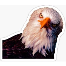 TSC Araba Için Kartal Oto Sticker Yapıştırması Etiket  17CM D1