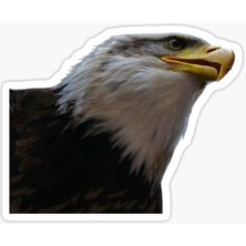 TSC Araba Için Kartal Oto Sticker Yapıştırması Etiket  17CM E6