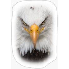 TSC Araba Için Kartal Oto Sticker Yapıştırması Etiket  17CM E7