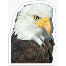 TSC Araba Için Kartal Oto Sticker Yapıştırması Etiket  17CM W7