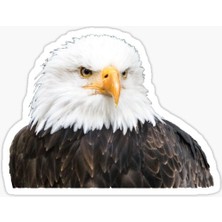 TSC Araba Için Kartal Oto Sticker Yapıştırması Etiket  17CM W9
