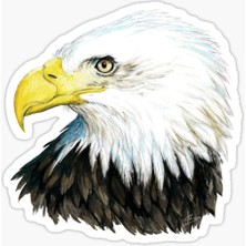 TSC Araba Için Kartal Oto Sticker Yapıştırması Etiket  17CM Z5