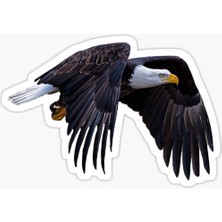 TSC Araba Için Kartal Oto Sticker Yapıştırması Etiket  17CM Zz3