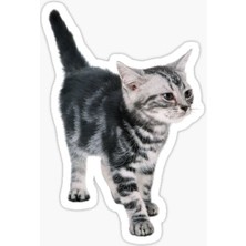 TSC Araba Leptop Için Kedi Tekir Sticker Yapıştırması Etiket  17CM Z8