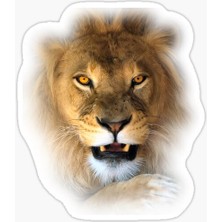 TSC Aslan Ailesi Araba Oto Sticker Yapıştırma Etiket 17CM Q4