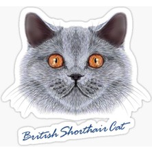 TSC British Shorthair Kedi Araba Oto Sticker Yapıştırma Etiket 17CM Z1