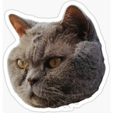 TSC British Shorthair Kedi Araba Oto Sticker Yapıştırma Etiket 17CM Z6