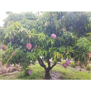 Yavuz Fidancılık Aşısız Mango Fidanı