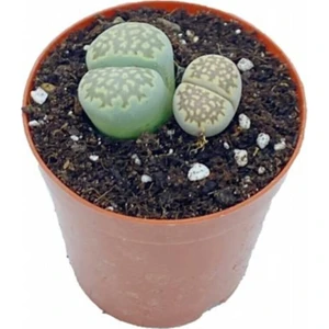 Lithops Little Brain Küçük Beyin Taş Kaktüs