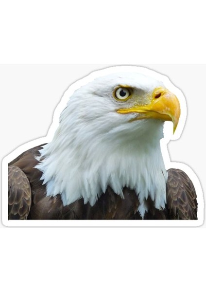 Araba Için Kartal Oto Sticker Yapıştırması Etiket 17CM A8
