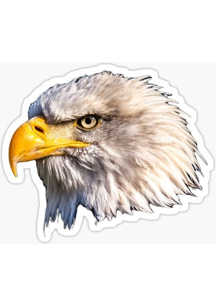 Araba Için Kartal Sticker Yapıştırması Etiket Oto Leptop 17CM