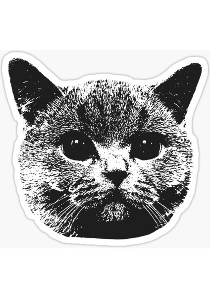 Araba Leptop Için Kedi Oto Sticker Yapıştırması Etiket 17CM Z5