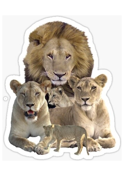Aslan Ailesi Araba Oto Sticker Yapıştırma Etiket 17CM Q2