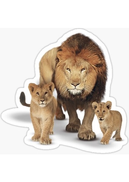 Aslan Ailesi Araba Oto Sticker Yapıştırma Etiket 17CM Q9