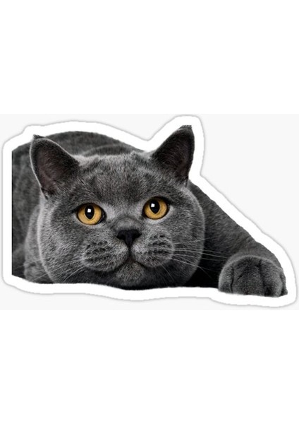 British Shorthair Kedi Araba Oto Sticker Yapıştırma Etiket 17CM Q1