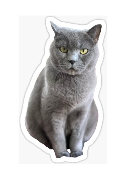 British Shorthair Kedi Araba Oto Sticker Yapıştırma Etiket 17CM Z4