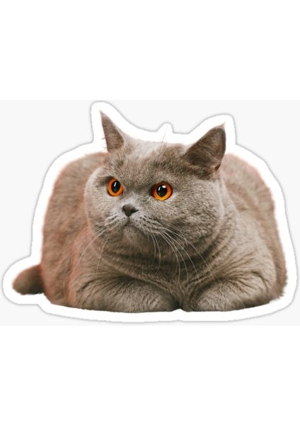 British Shorthair Kedi Araba Oto Sticker Yapıştırma Etiket 17CM Z9