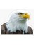 Araba Için Kartal Oto Sticker Yapıştırması Etiket 17CM A8 1