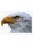 Araba Için Kartal Oto Sticker Yapıştırması Etiket 17CM D6 1