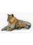 Aslan Ailesi Araba Oto Sticker Yapıştırma Etiket 17CM T2 1