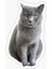 British Shorthair Kedi Araba Oto Sticker Yapıştırma Etiket 17CM Z4 1
