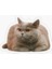 British Shorthair Kedi Araba Oto Sticker Yapıştırma Etiket 17CM Z9 1