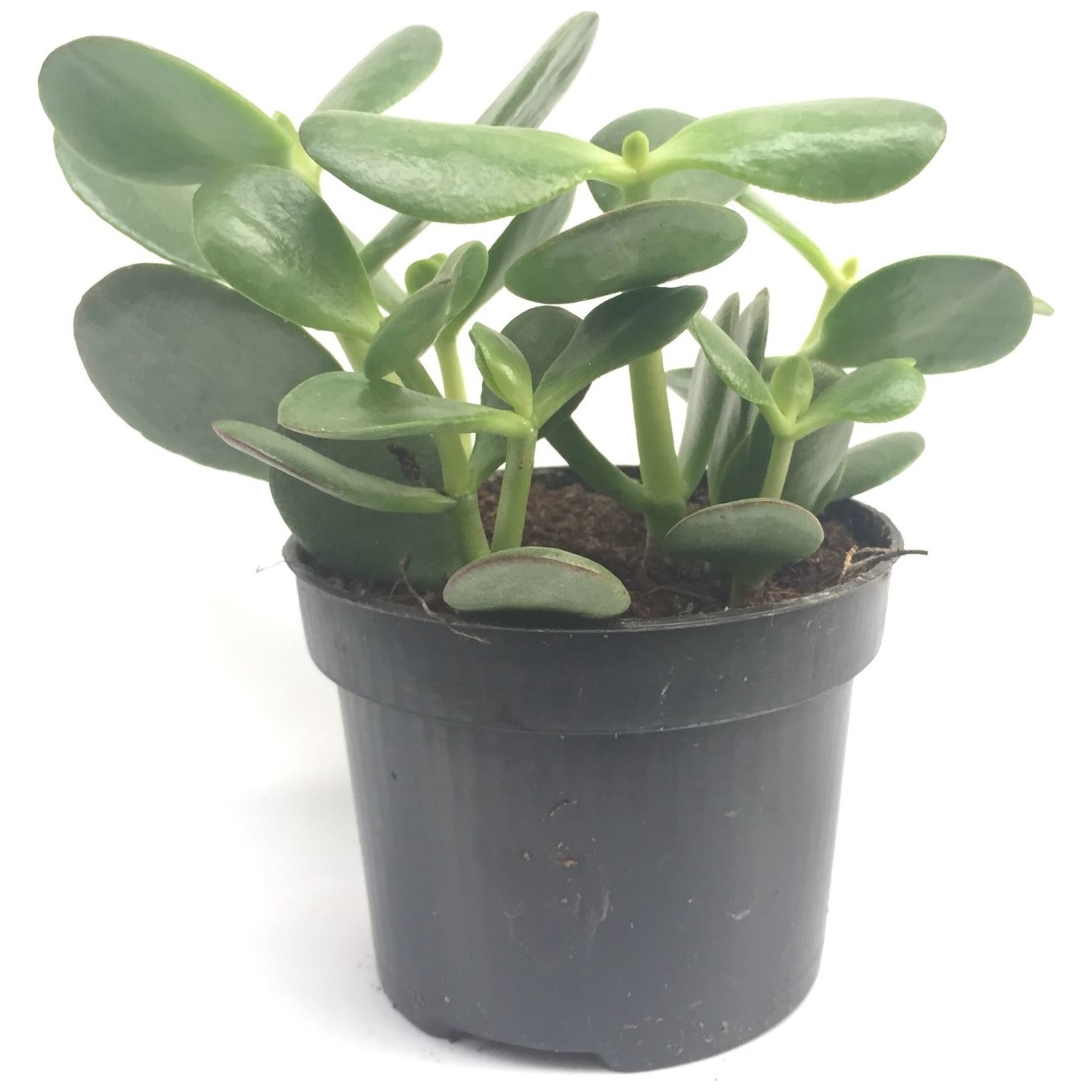 Crassula Ovata (Para Ağacı, Bereket Bitkisi) Crassula Ovata (Para Ağacı, Bereket Bitkisi)