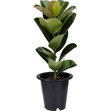 Karadeniz Fidancılık Kauçuk Çiçeği / Ficus Çiçeği 60x120 cm