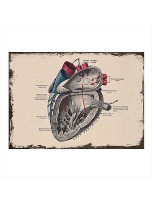 Cakasepetim Ahşap Tablo Kalbin Anatomisi