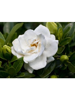 İpek Çiçekçilik Gardenya (Gardenia  Cape Jasmine) 10 Tohum