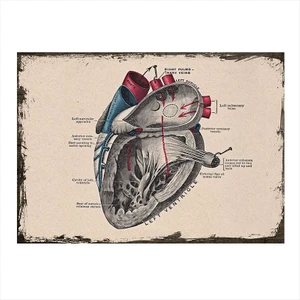 Ahşap Tablo Kalbin Anatomisi