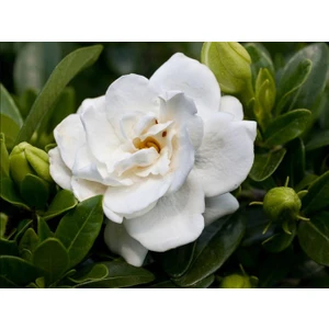 İpek Çiçekçilik Gardenya (Gardenia  Cape Jasmine) 10 Tohum