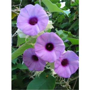 İpek Çiçekçilik Hawai Orman Gülü (Hawaian Baby Woodrose) 5 Tohum