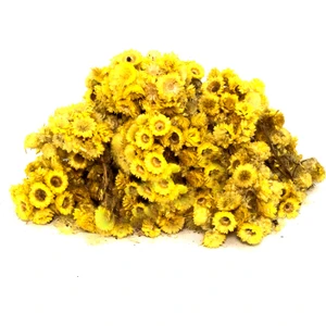 Aktarzane Altınotu (Altınbaşak, Sarı Çiçek, Ölmez Çiçek )  100 Gr.