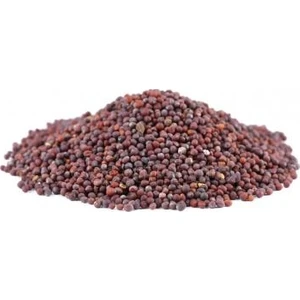 Sosyete Şifacısı Siyah Hardal Tohumu 250 Gram