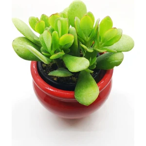 Agro Tohum Crassula Ovata, Şans Para Ağacı, Seramik Saksıda