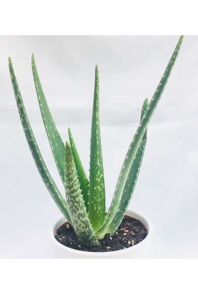 Özen Çiçek Seramik Saksıda Topraklı Aloe Vera Çiçeği 40 Cm Aloevera Bitkisi