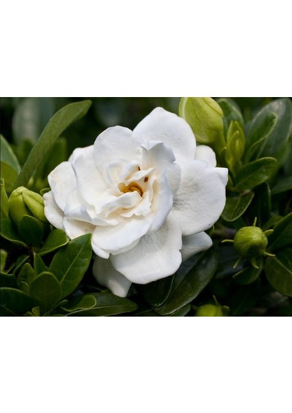Gardenya (Gardenia Cape Jasmine) 10 Tohum