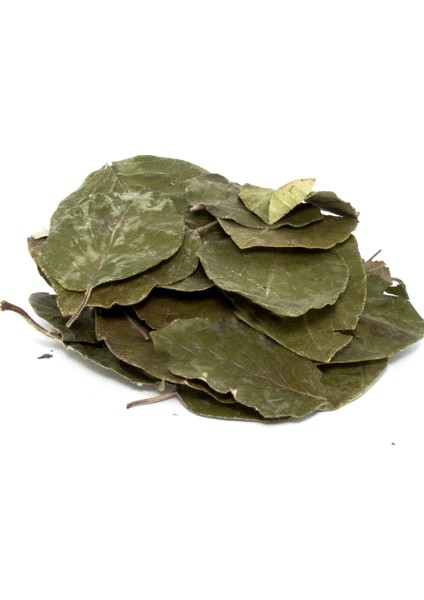 Avakado Yaprağı (Persea Gratissima) 500 Gr.